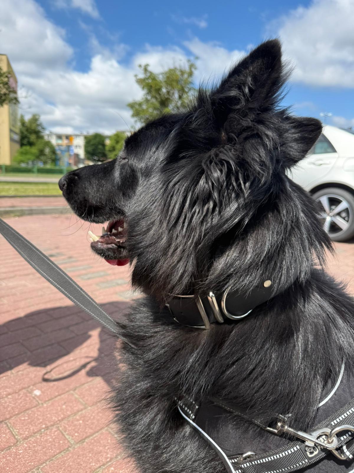Szeroka obroża wodoodporna - 40mm